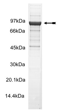 Eurofins DiscoverX MSK2 Protein, Unactive 250 &mu;g | Buy Online | Eurofins DiscoverX | Fisher Scientific